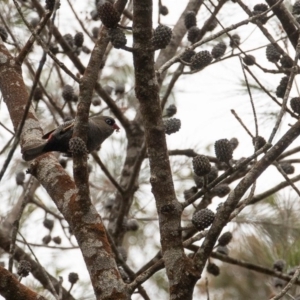 Stagonopleura bella at Fitzroy Falls - 17 Nov 2019 01:26 PM