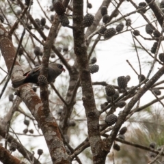 Stagonopleura bella at Fitzroy Falls - 17 Nov 2019