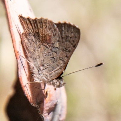 Paralucia aurifera (Bright Copper) at Namadgi National Park - 16 Nov 2019 by SWishart