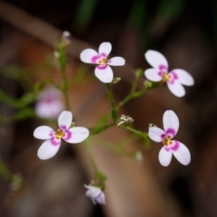 Stylidium laricifolium (Giant Triggerplant, Tree Triggerplant) at Wingecarribee Local Government Area - 17 Nov 2019 by Boobook38