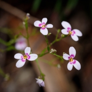 Stylidium laricifolium at Morton National Park - 17 Nov 2019