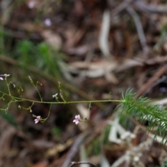 Stylidium laricifolium at Morton National Park - 17 Nov 2019