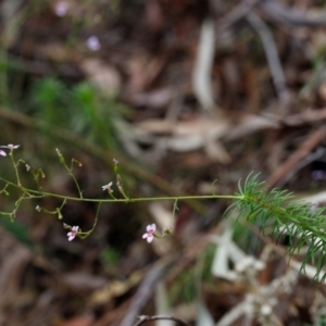 Stylidium laricifolium at Morton National Park - 17 Nov 2019