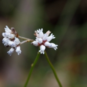 Conospermum tenuifolium at Fitzroy Falls - 17 Nov 2019 12:50 PM