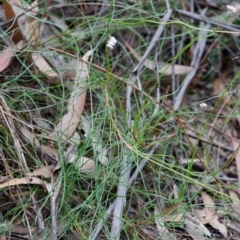 Conospermum tenuifolium at Fitzroy Falls - 17 Nov 2019 12:50 PM