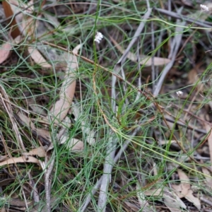 Conospermum tenuifolium at Fitzroy Falls - 17 Nov 2019