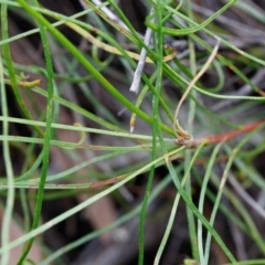 Conospermum tenuifolium at Fitzroy Falls - 17 Nov 2019