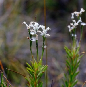 Conospermum taxifolium at Fitzroy Falls - 17 Nov 2019