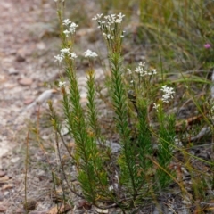 Conospermum taxifolium at Fitzroy Falls - 17 Nov 2019 01:53 PM