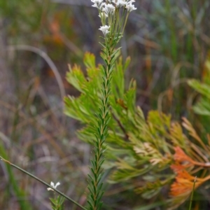 Conospermum taxifolium at Fitzroy Falls - 17 Nov 2019