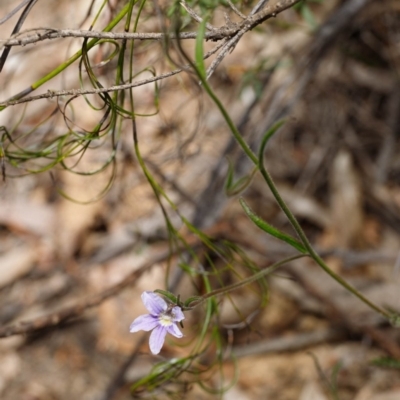 Scaevola ramosissima (Hairy Fan-flower) at Wingecarribee Local Government Area - 17 Nov 2019 by Boobook38