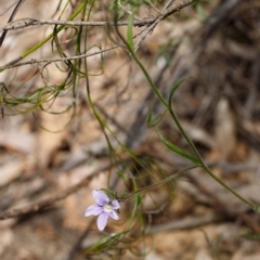 Scaevola ramosissima (Hairy Fan-flower) at Fitzroy Falls, NSW - 17 Nov 2019 by Boobook38