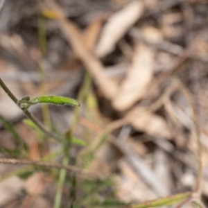 Scaevola ramosissima at Fitzroy Falls, NSW - 17 Nov 2019