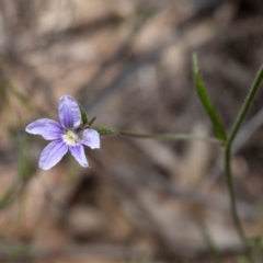 Scaevola ramosissima at Fitzroy Falls, NSW - 17 Nov 2019 12:56 PM