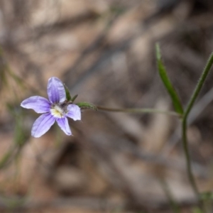 Scaevola ramosissima at Fitzroy Falls, NSW - 17 Nov 2019