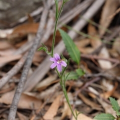 Scaevola ramosissima at Fitzroy Falls, NSW - 17 Nov 2019