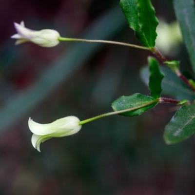 Billardiera scandens (Hairy Apple Berry) at Morton National Park - 17 Nov 2019 by Boobook38