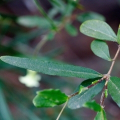 Billardiera scandens at Fitzroy Falls - 17 Nov 2019 01:00 PM