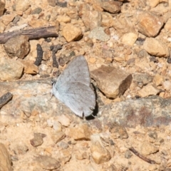 Zizina otis (Common Grass-Blue) at Namadgi National Park - 15 Nov 2019 by SWishart