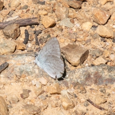 Zizina otis (Common Grass-Blue) at Tennent, ACT - 15 Nov 2019 by SWishart