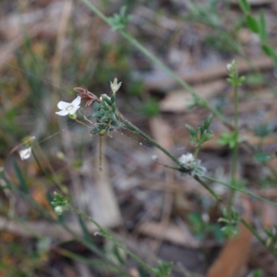 Mitrasacme polymorpha (Varied Mitrewort) at Fitzroy Falls, NSW - 17 Nov 2019 by Boobook38
