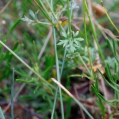 Mitrasacme polymorpha at Fitzroy Falls - 17 Nov 2019 02:01 PM