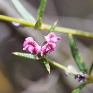 Mirbelia rubiifolia at Fitzroy Falls, NSW - 17 Nov 2019