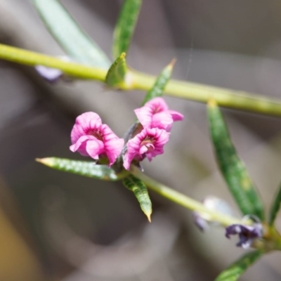 Mirbelia rubiifolia (Heathy Mirbelia) at Fitzroy Falls - 17 Nov 2019 by Boobook38