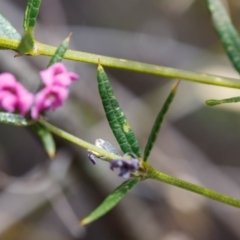 Mirbelia rubiifolia at Fitzroy Falls, NSW - 17 Nov 2019 12:14 PM