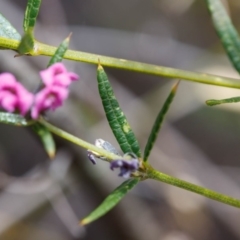 Mirbelia rubiifolia at Fitzroy Falls, NSW - 17 Nov 2019