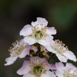 Leptospermum rotundifolium at Fitzroy Falls, NSW - suppressed