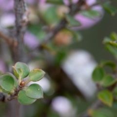 Leptospermum rotundifolium at Fitzroy Falls, NSW - 17 Nov 2019