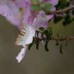 Leptospermum rotundifolium at Fitzroy Falls, NSW - 17 Nov 2019