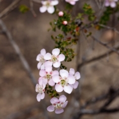 Leptospermum rotundifolium at Fitzroy Falls, NSW - suppressed