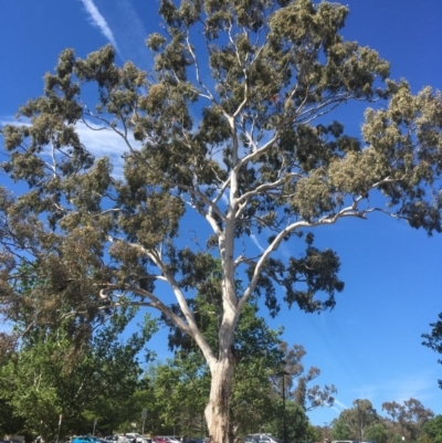 Eucalyptus melliodora (Yellow Box) at Red Hill, ACT - 17 Nov 2019 by alex_watt