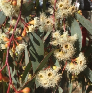 Eucalyptus melliodora at Red Hill, ACT - 18 Nov 2019