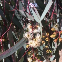 Eucalyptus melliodora at Red Hill, ACT - 18 Nov 2019