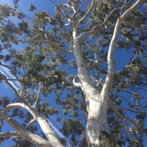 Eucalyptus melliodora at Red Hill, ACT - 18 Nov 2019