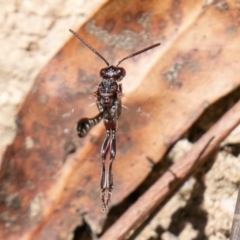 Pseudofoenus sp. (genus) (Unidentified bee-parasite wasp, burrowing bee parasite wasp) at Namadgi National Park - 16 Nov 2019 by SWishart