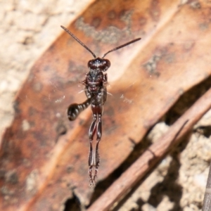 Pseudofoenus sp. (genus) at Tennent, ACT - 16 Nov 2019