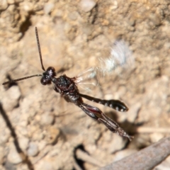 Pseudofoenus sp. (genus) at Tennent, ACT - 16 Nov 2019