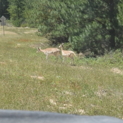 Dama dama (Fallow Deer) at Paddys River, ACT - 18 Nov 2019 by ChrisHolder
