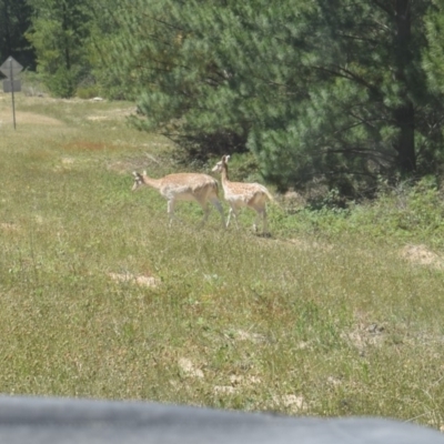 Dama dama (Fallow Deer) at Paddys River, ACT - 18 Nov 2019 by ChrisHolder