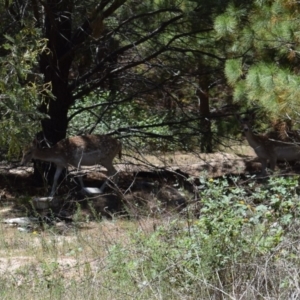 Dama dama at Paddys River, ACT - suppressed