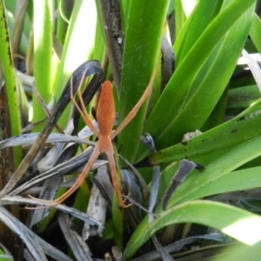Asianopis sp. (genus) (Net-casting spider) at Merimbula, NSW - 11 Nov 2019 by SueMuffler