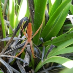 Asianopis sp. (genus) (Net-casting spider) at Merimbula, NSW - 12 Nov 2019 by SueMuffler