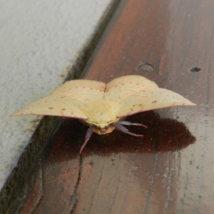 Anthela acuta at Merimbula, NSW - 12 Nov 2019 07:30 AM