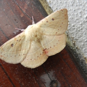 Anthela acuta at Merimbula, NSW - 12 Nov 2019 07:30 AM