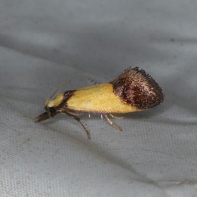 Crepidosceles timalphes (A Concealer moth) at Rosedale, NSW - 15 Nov 2019 by jb2602