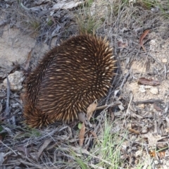 Tachyglossus aculeatus (Short-beaked Echidna) at Tennent, ACT - 15 Nov 2019 by GirtsO